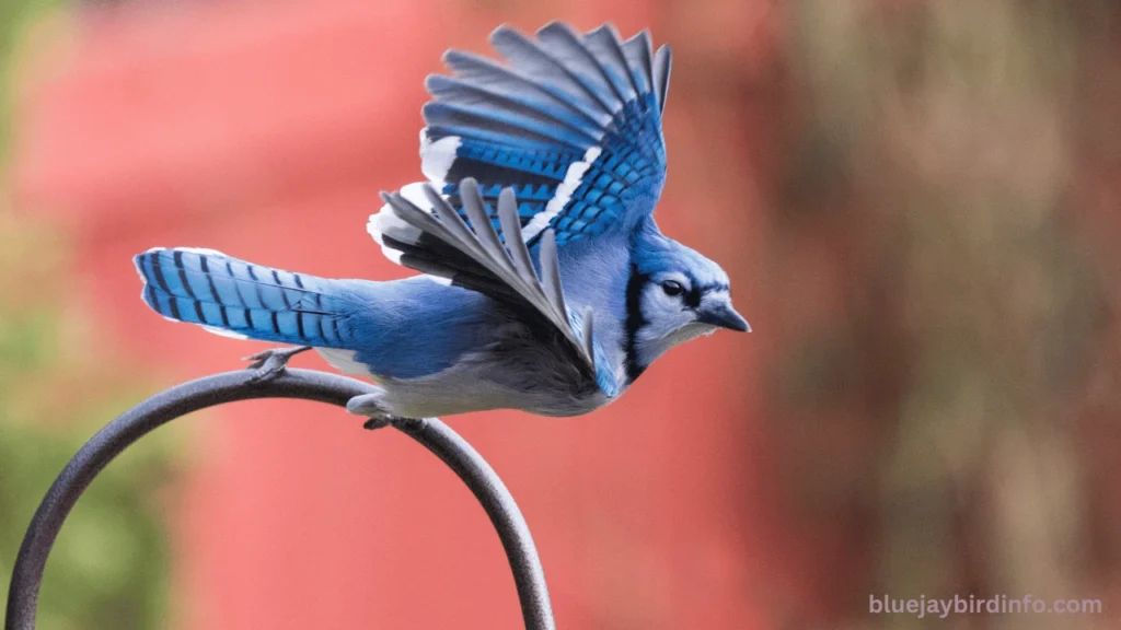 Do Blue jays Pull Out Piotatoe Roots Sprouts