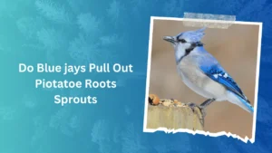 Do Blue jays Pull Out Piotatoe Roots Sprouts