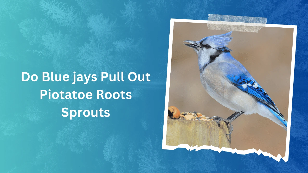 Do Blue jays Pull Out Piotatoe Roots Sprouts