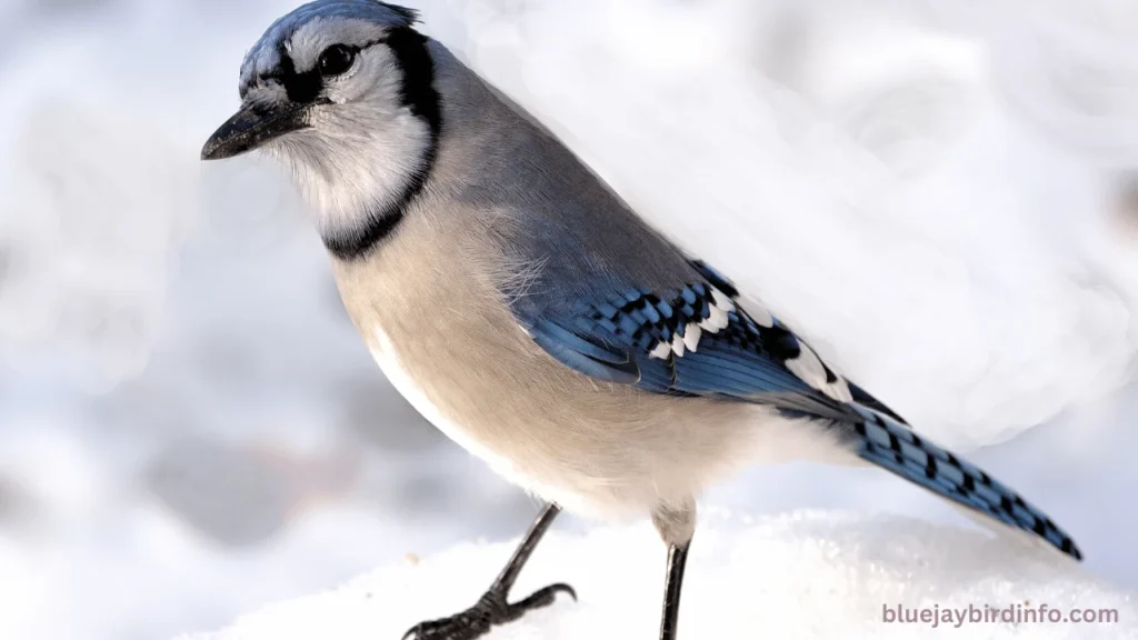 Do blue jay birds mate for life