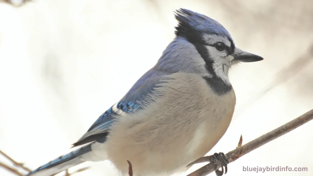 Do blue jay birds mate for life