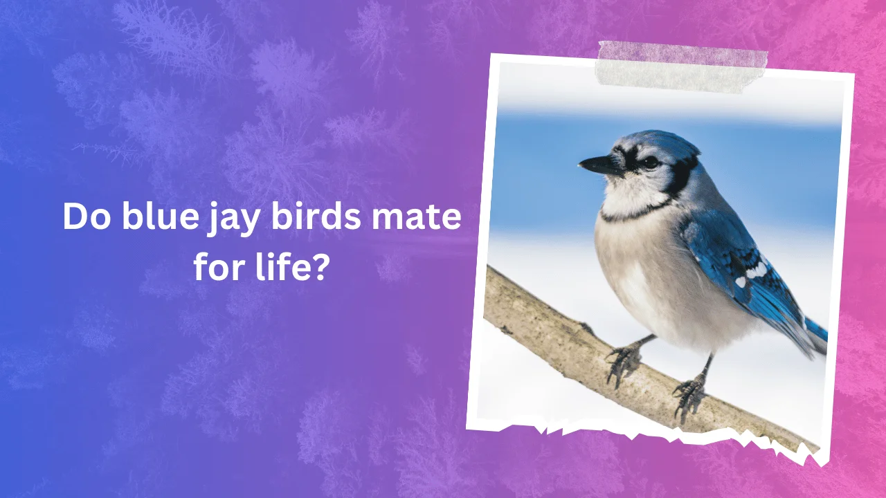 Do blue jay birds mate for life