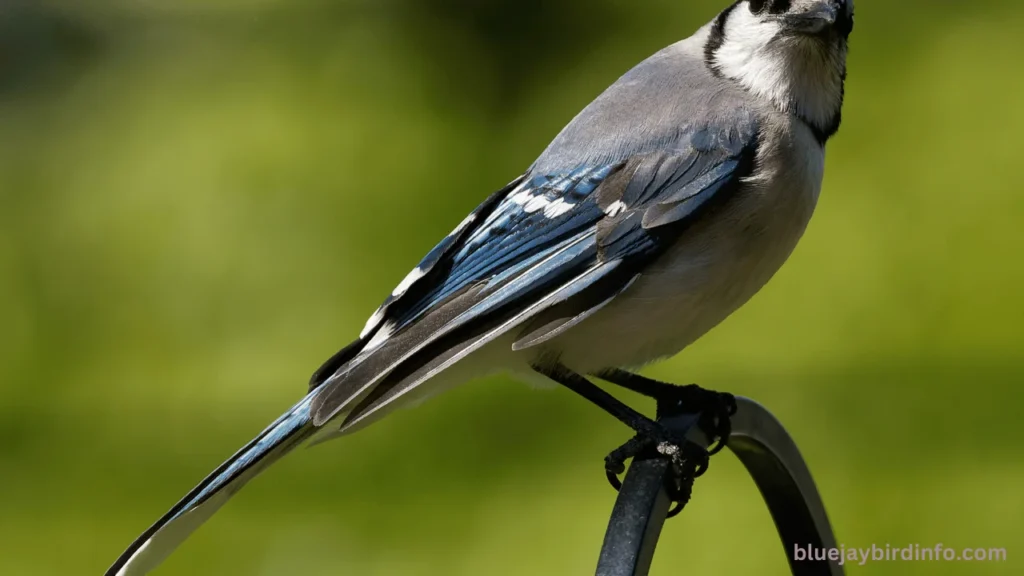 Do blue jays and cardinals get along