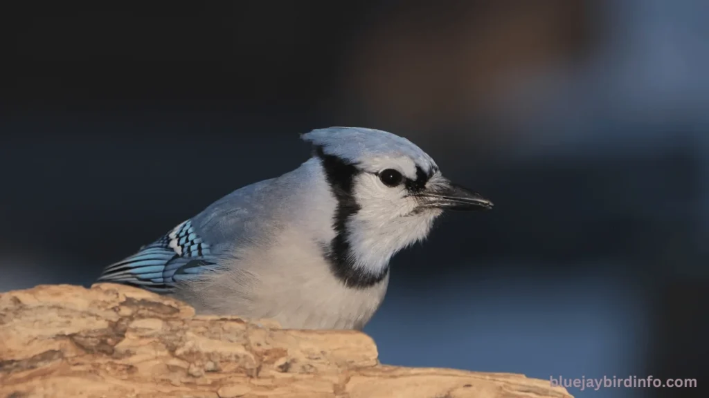 Do Blue Jays Bring Gifts To Humans? (Explained)