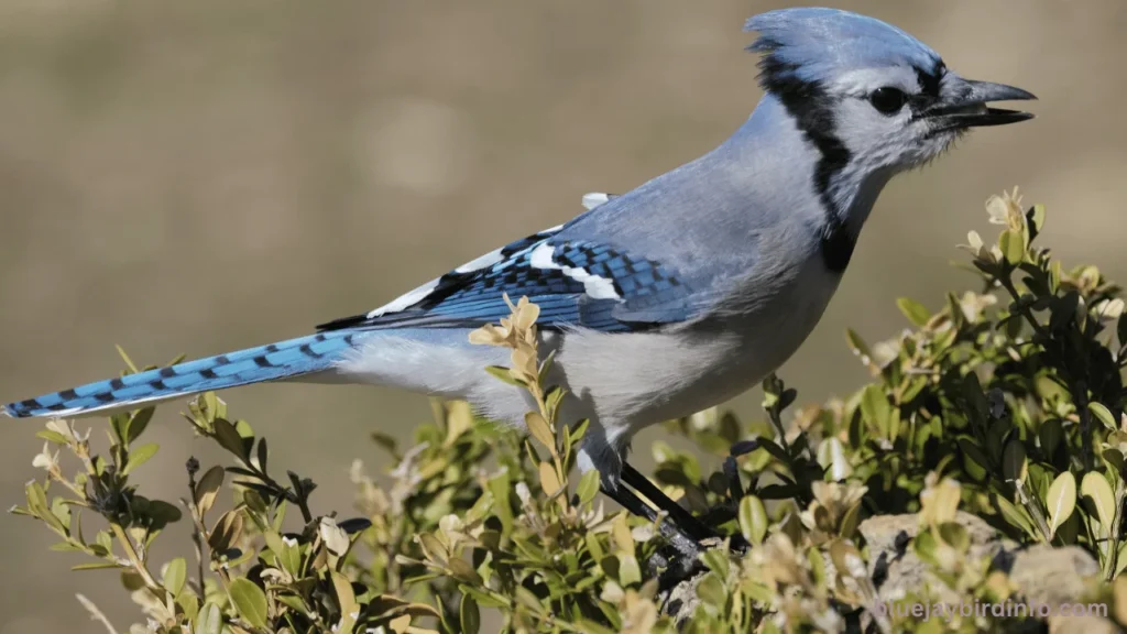 Do blue jays bring gifts to humans