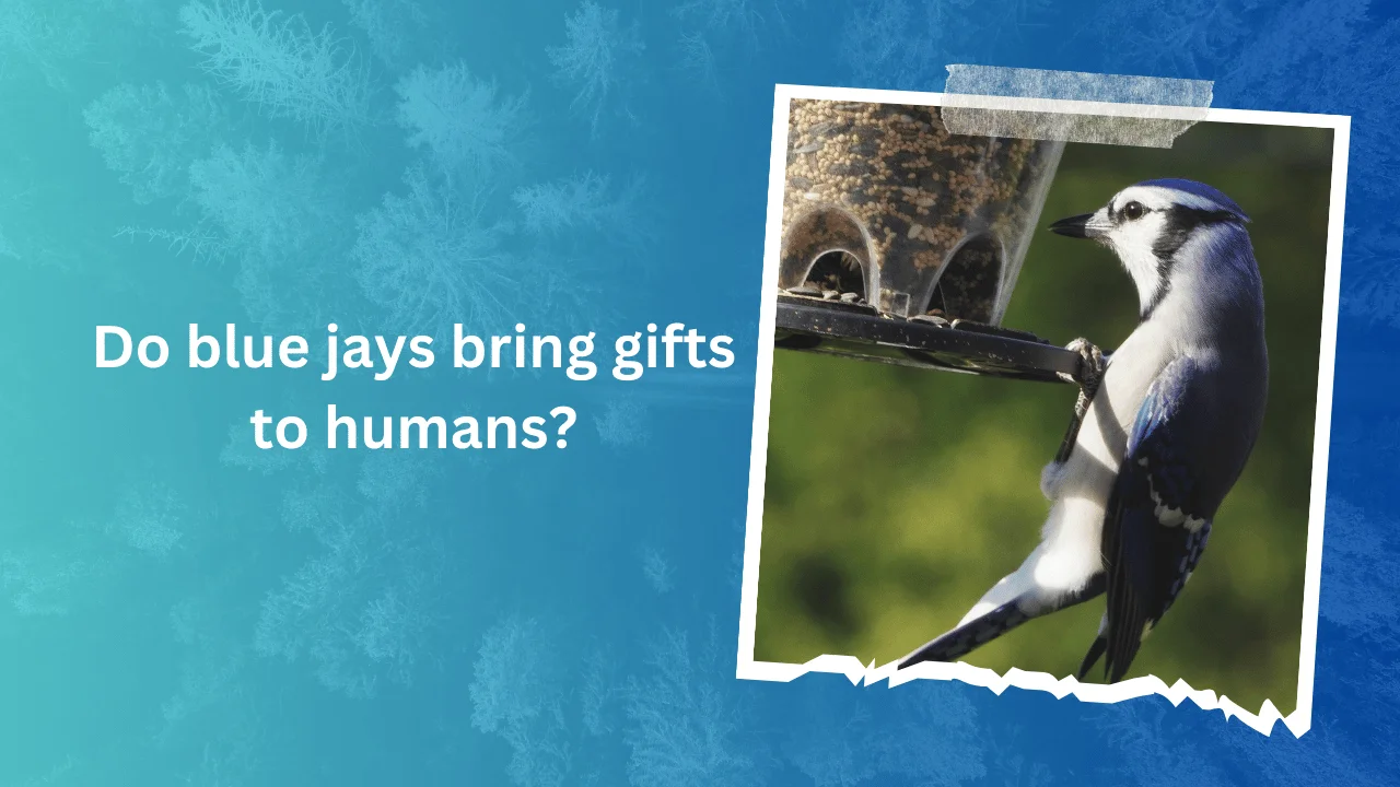 Do blue jays bring gifts to humans