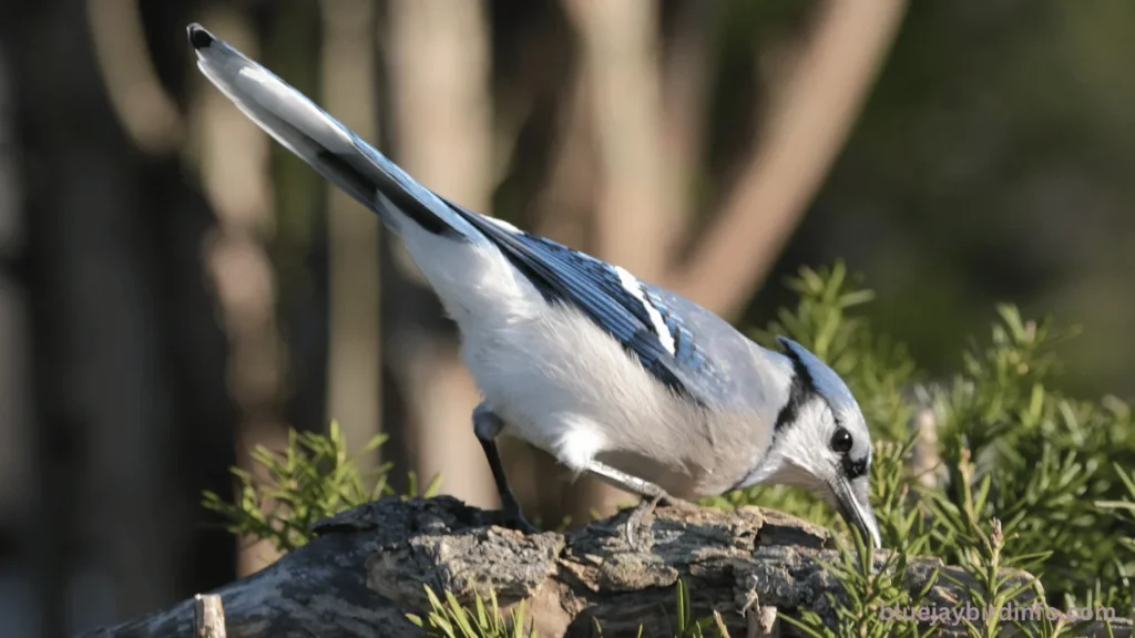 Do blue jays eat acorns