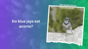 Do blue jays eat acorns