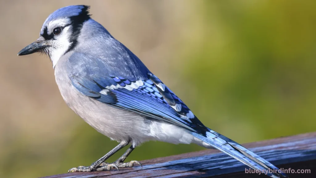 Do Blue Jays Eat Bees? (Explained)