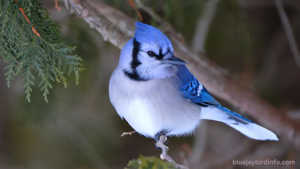 Do blue jays eat bees