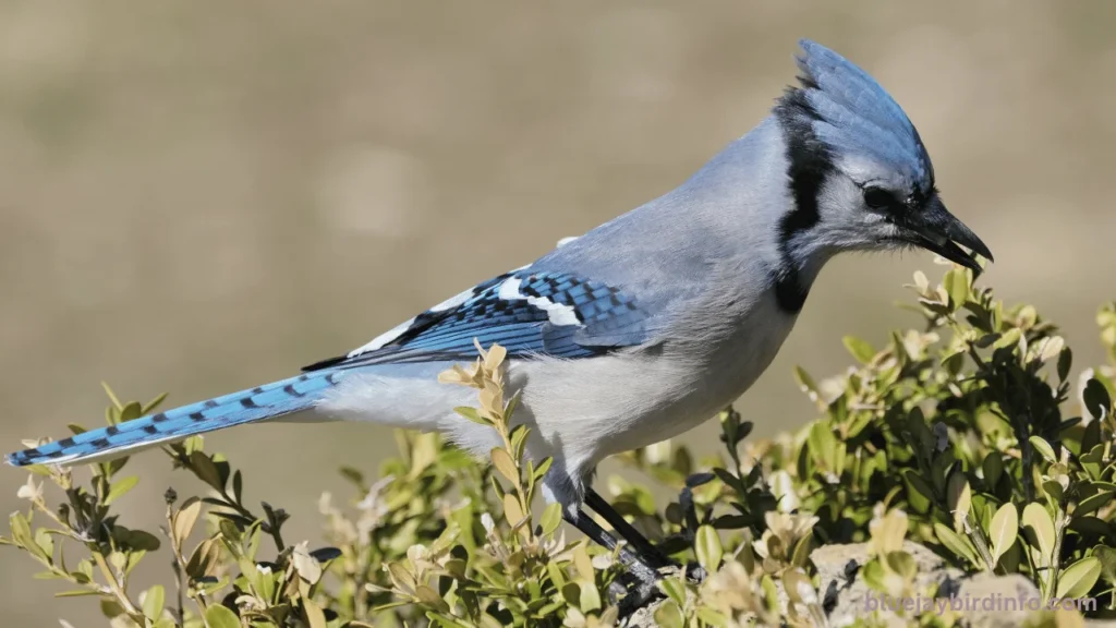 Do blue jays eat bird eggs