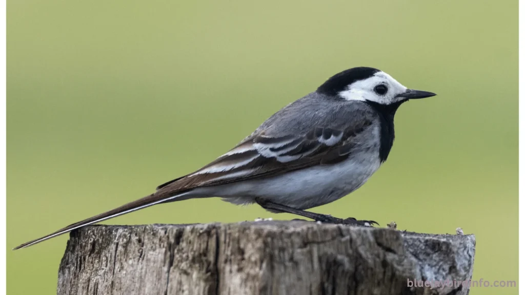 Do blue jays eat bird eggs