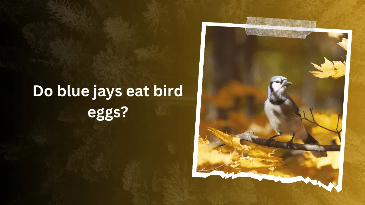 Do blue jays eat bird eggs