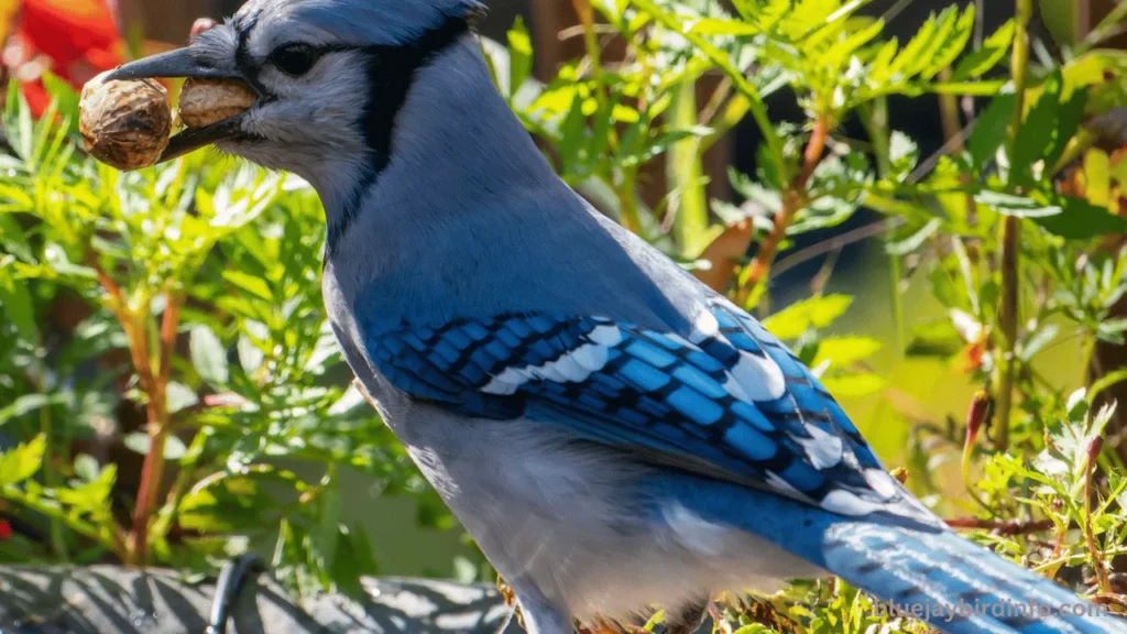 Do blue jays eat birds