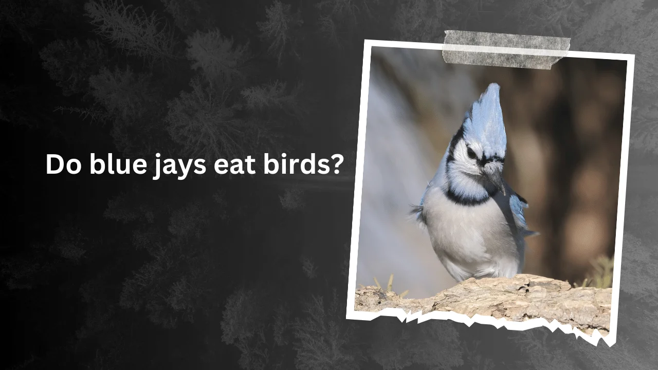 Do blue jays eat birds