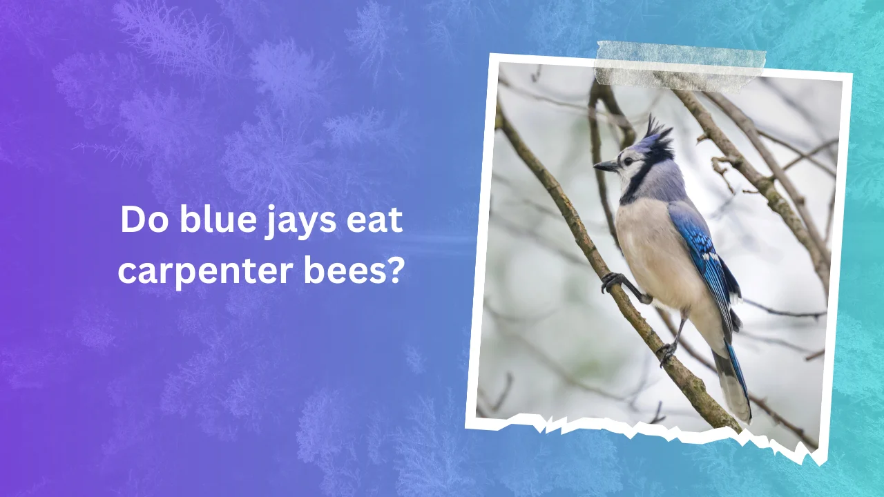 Do blue jays eat carpenter bees