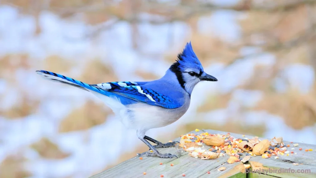 Do blue jays eat carpenter bees