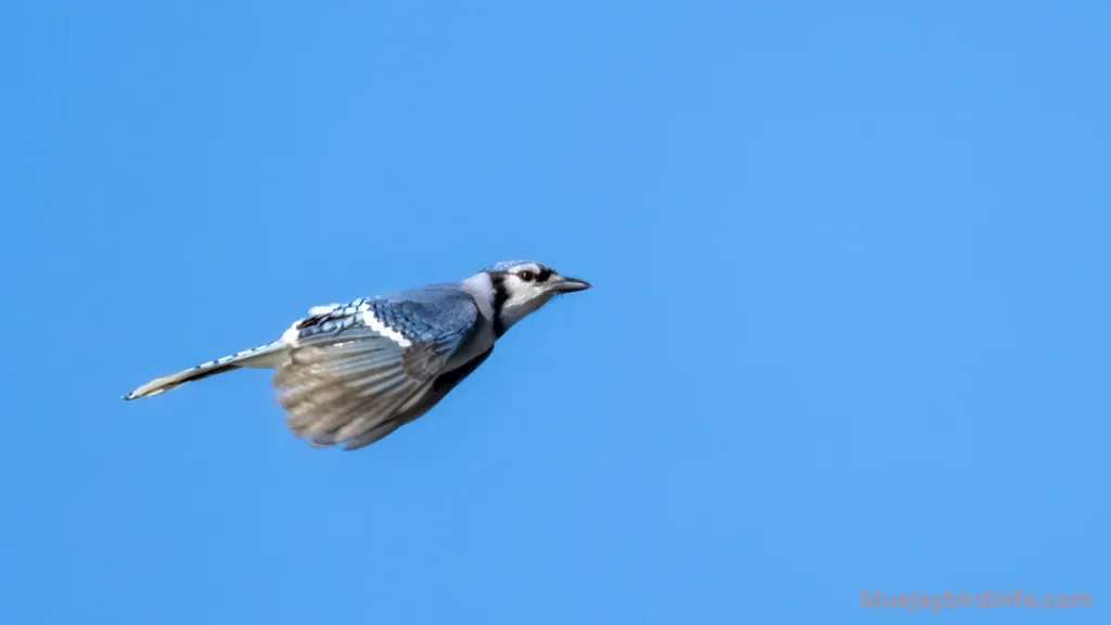 Do blue jays eat carpenter bees