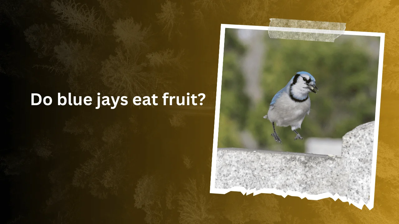 Do blue jays eat fruit