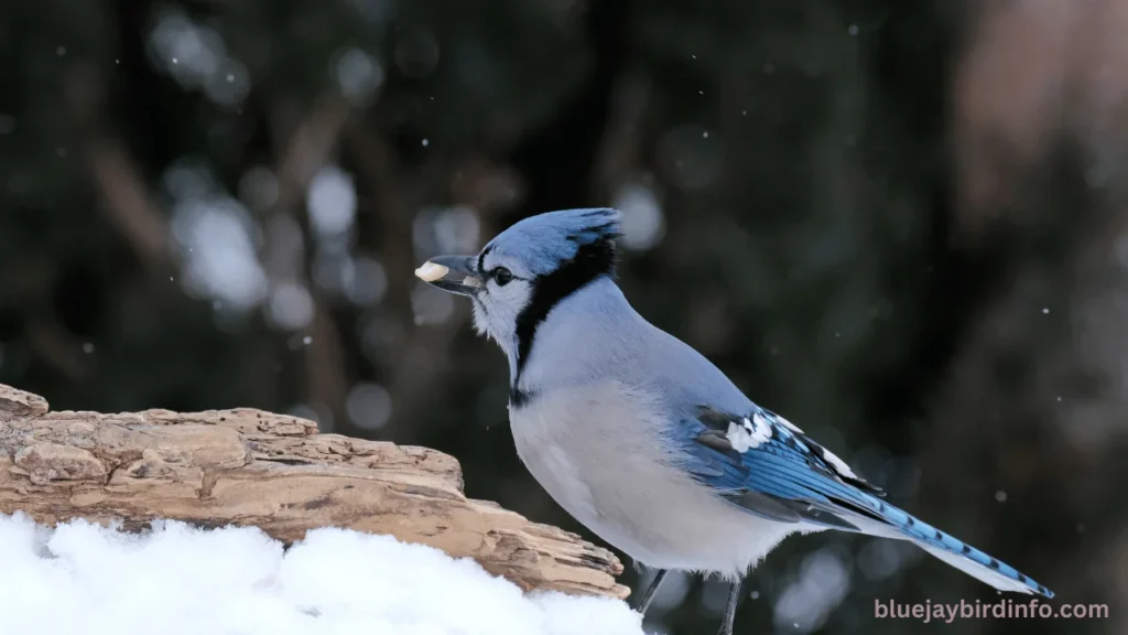 Do blue jays eat fruit