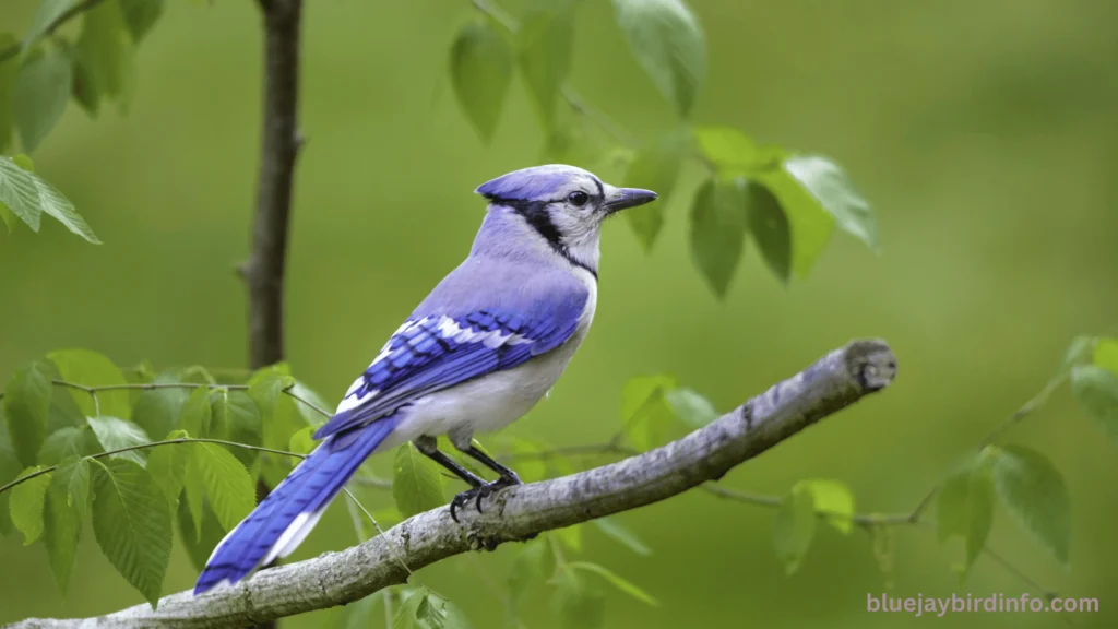 Do blue jays eat other birds eggs