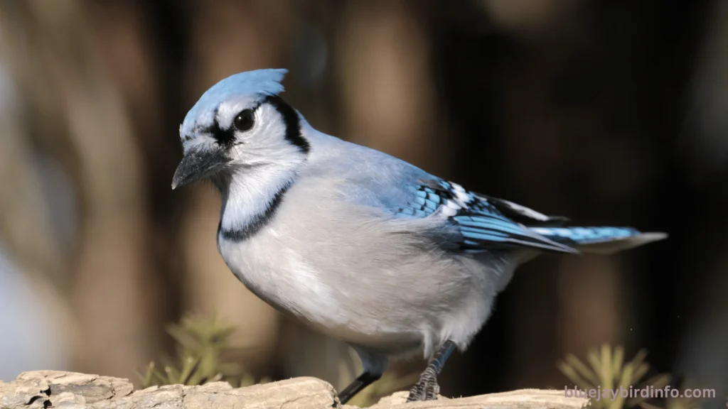 Do blue jays eat other birds eggs