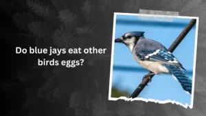 Do blue jays eat other birds eggs