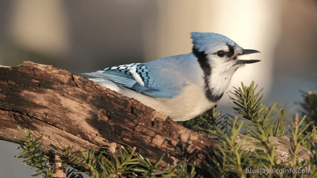 Do Blue Jays Eat Safflower Seeds? (Explained)