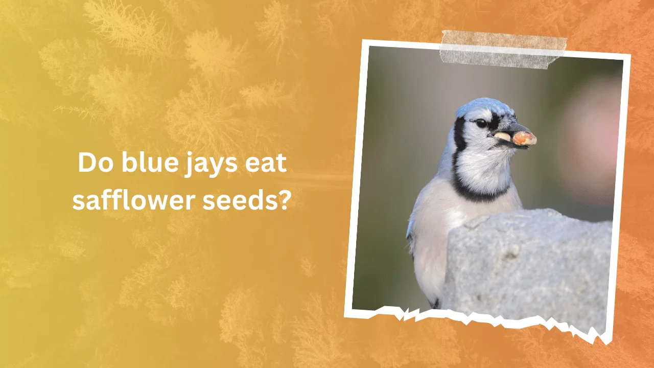 Do blue jays eat safflower seeds