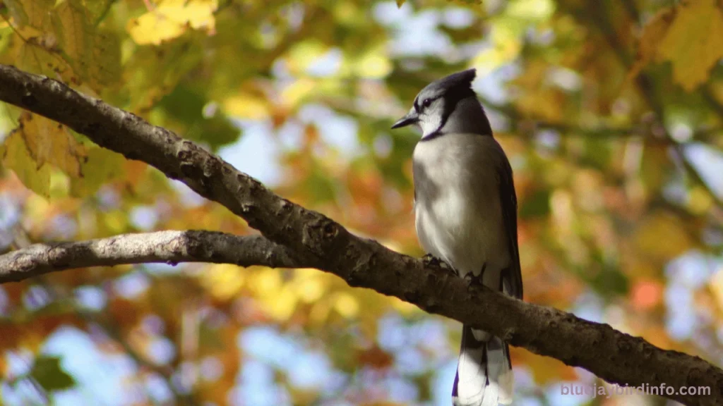 Do blue jays eat snakes