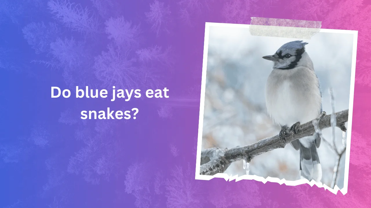 Do blue jays eat snakes