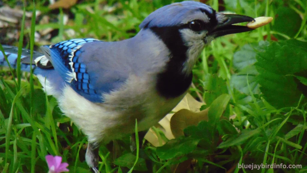 Do blue jays eat wasps