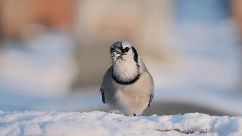 Do blue jays eat wasps