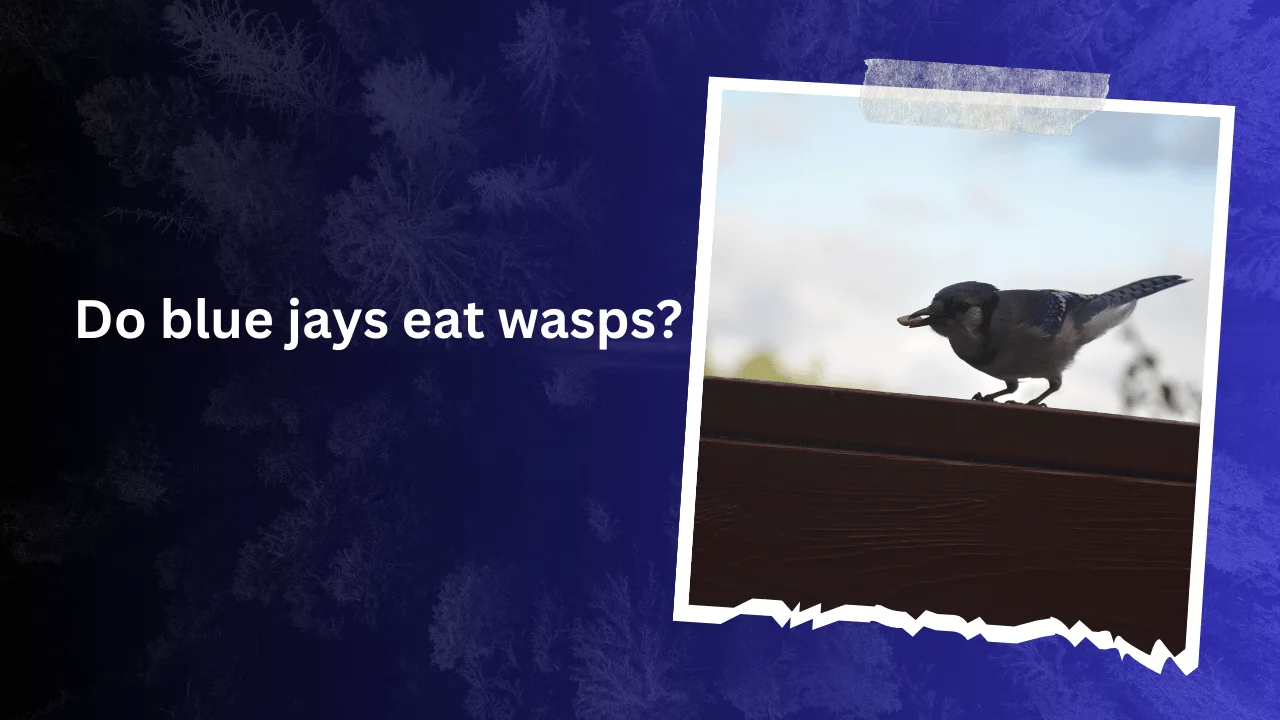 Do blue jays eat wasps