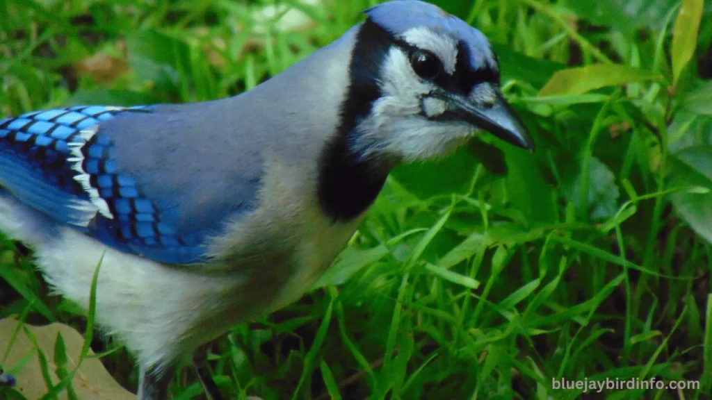 Do blue jays eat worms