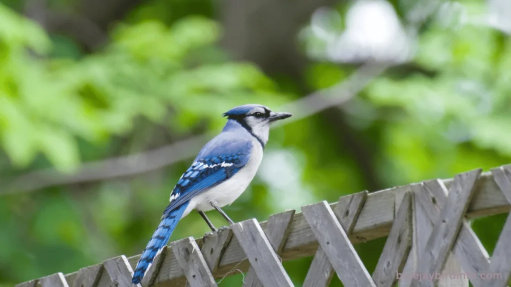 Do Blue Jays Eat Worms? (Answered)