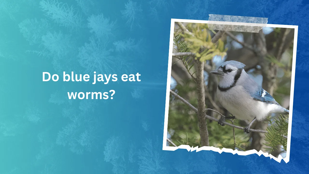 Do blue jays eat worms