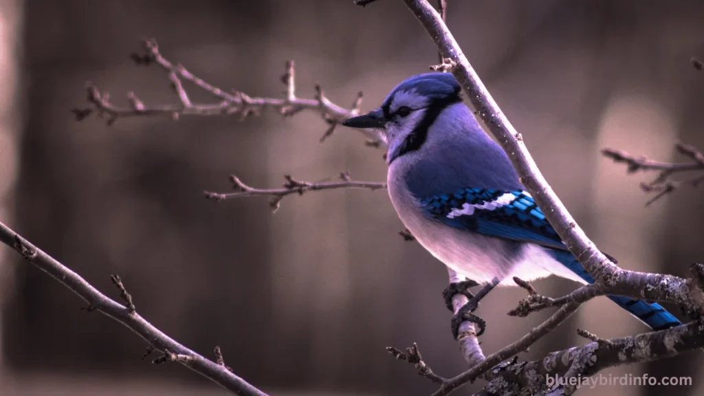 Do blue jays flock together