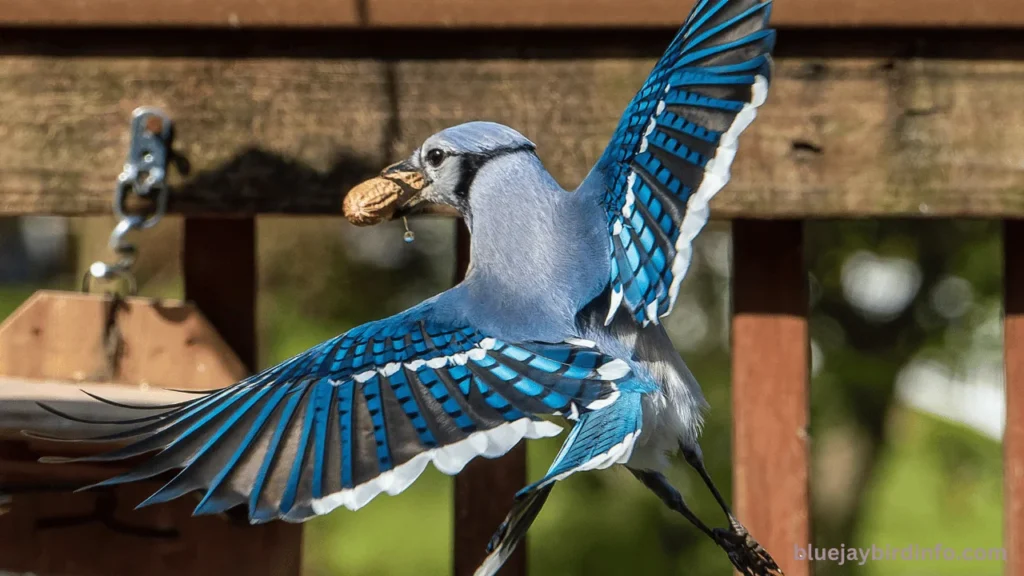 Do blue jays flock together