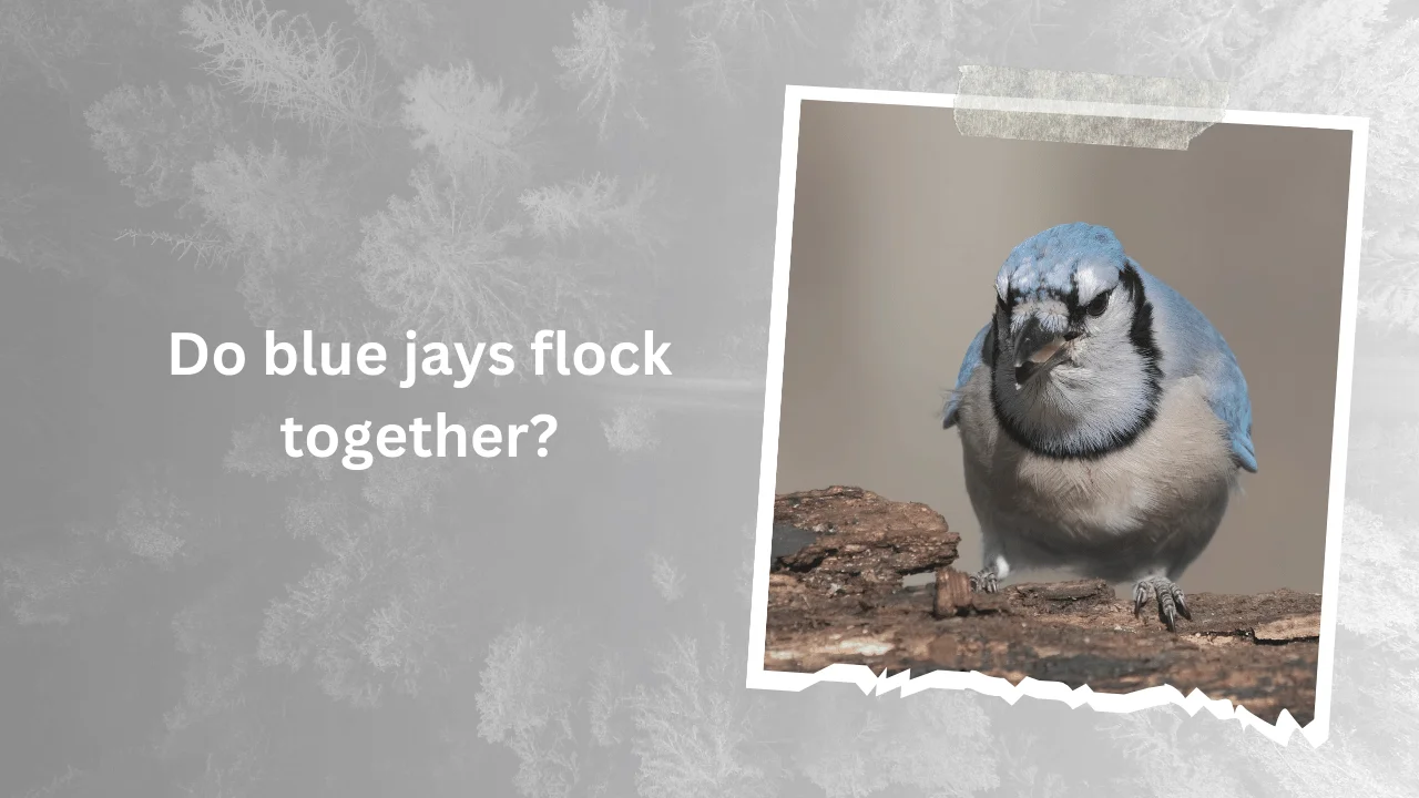 Do blue jays flock together