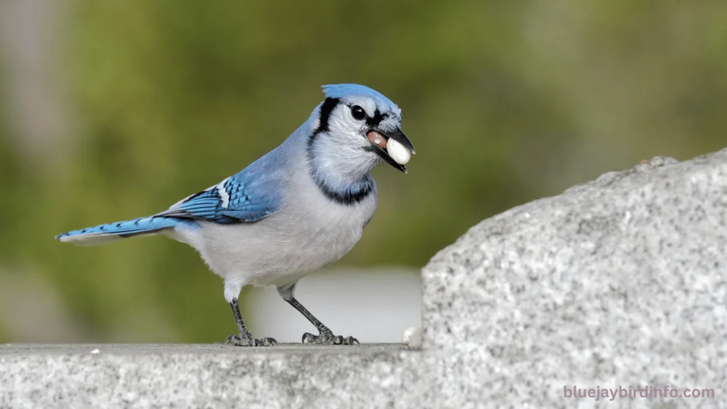 Do blue jays fly south for the winter