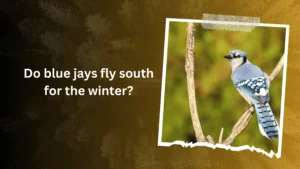 Do blue jays fly south for the winter