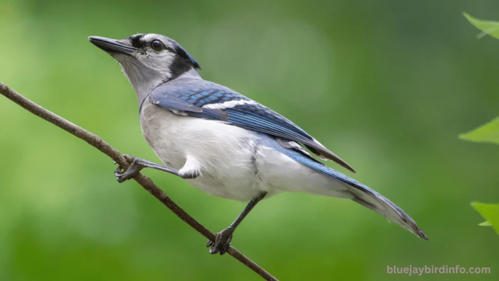 Do blue jays hibernate