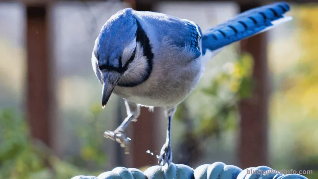 Do blue jays hibernate