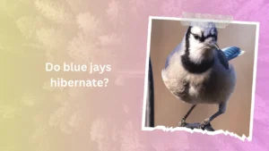 Do blue jays hibernate