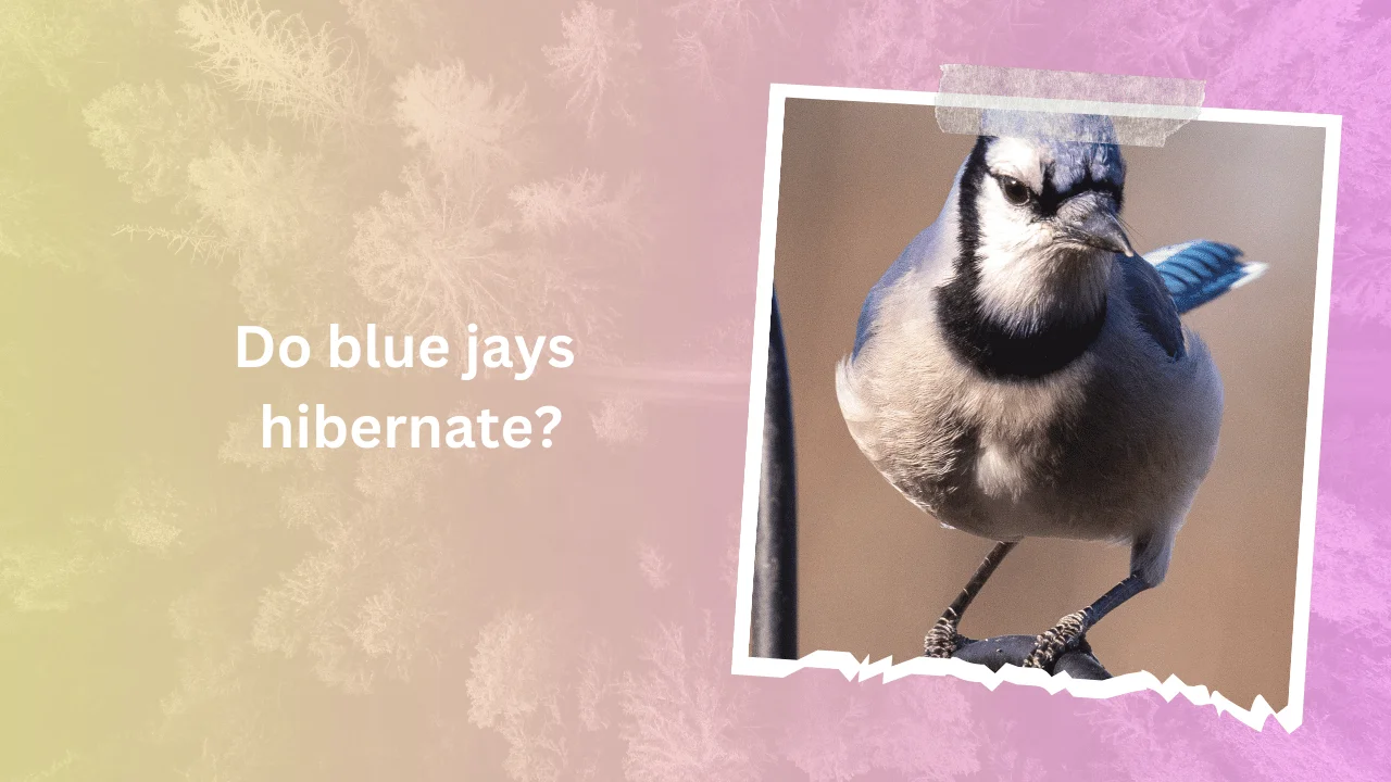 Do blue jays hibernate