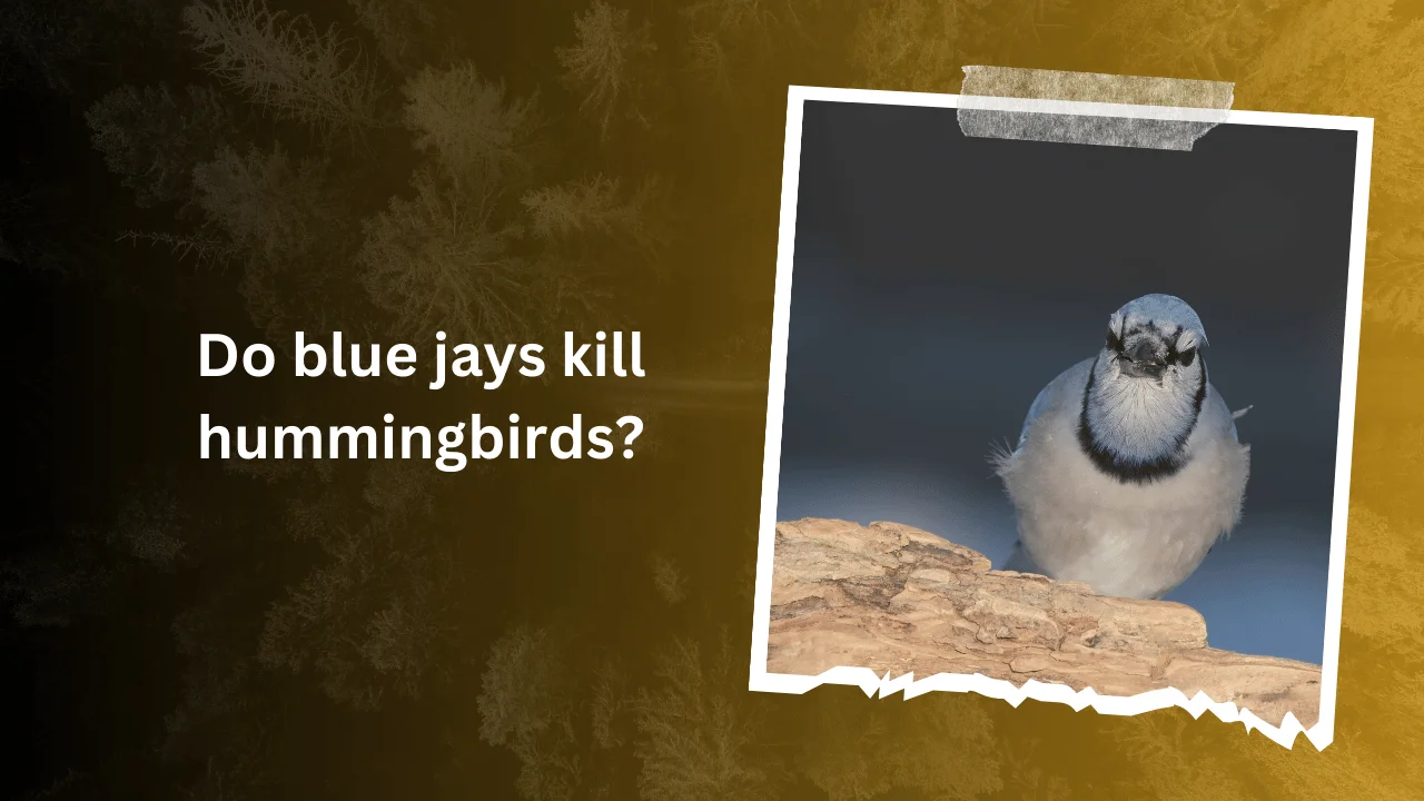 Do blue jays kill hummingbirds