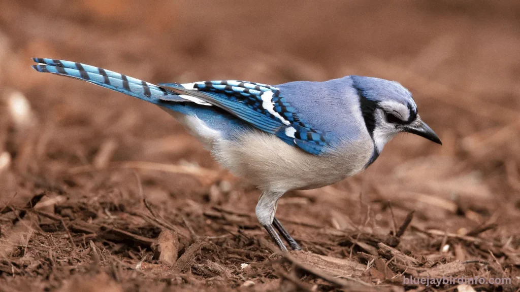 Do Blue Jays Mate For Life? (Know In Detail)