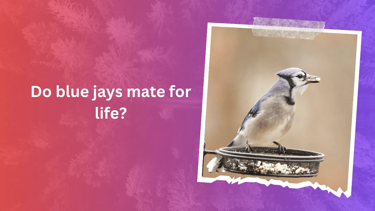 Do blue jays mate for life