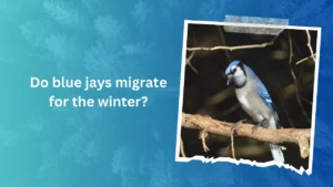 Do blue jays migrate for the winter